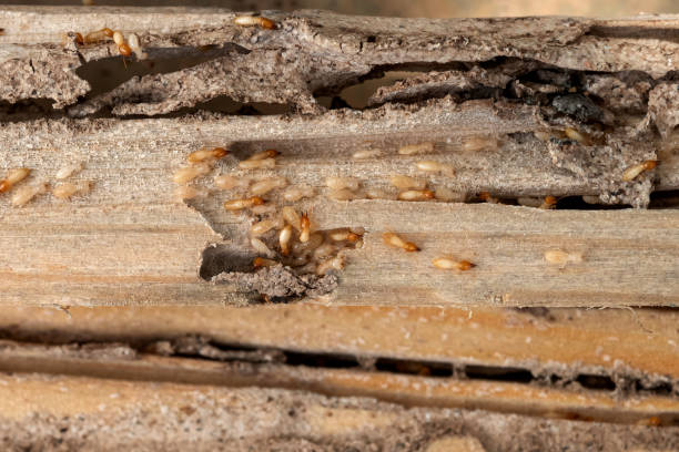 Spider Control Near Me in Decatur, AL