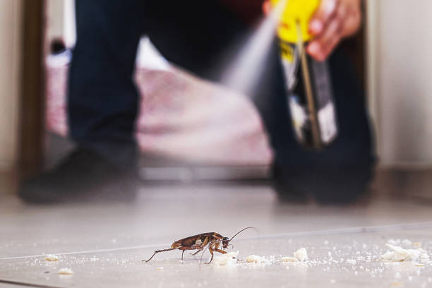 Best Spider Control Near Me  in Decatur, AL